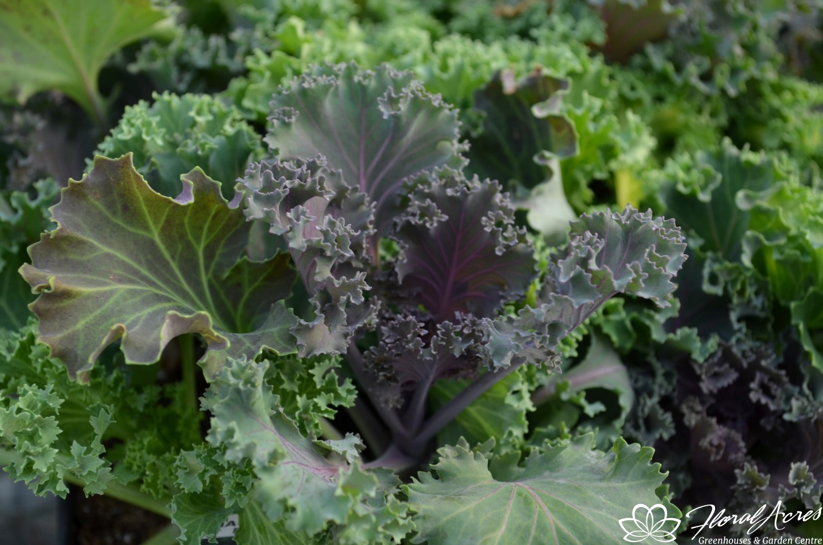 KALE FLOWERING Nagoya Mix Floral Acres